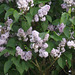 The pale purple lilac is in bloom
