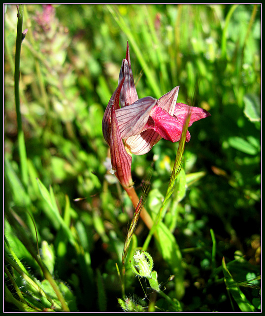 Snake's tongue orchid