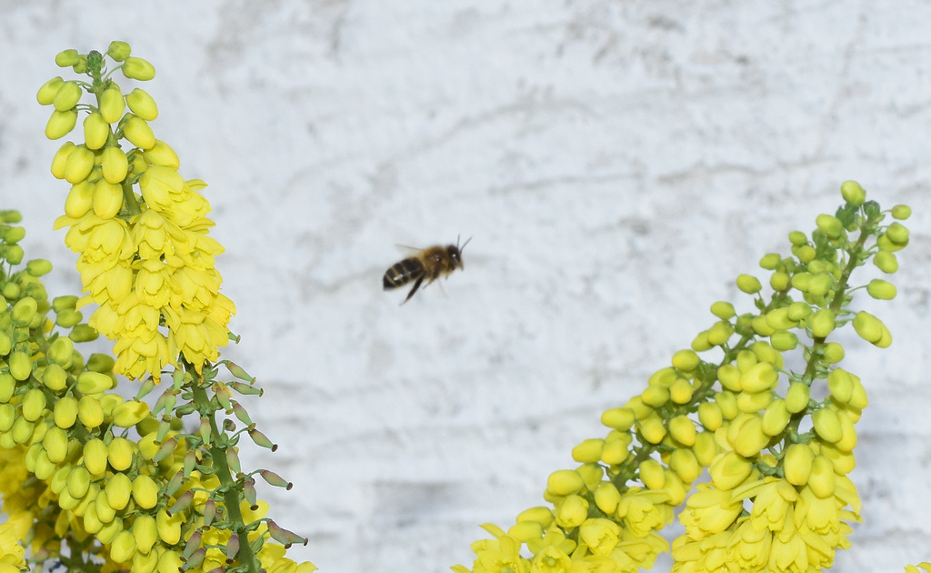 Biene zwischen Mahoniablüten