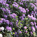 Wörlitzer Park Rhododendren Blüte 28.05.2017 12