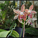 Phalaenopsis sumatrana South Thailand (2)