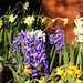 Hyacinths and Narcissi