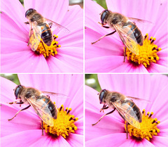 Hover fly when cleaning the trunk. ©UdoSm