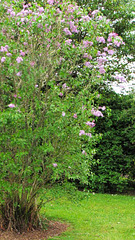 Our Lilac Tree