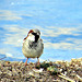 Sparrow on Lake Edge.