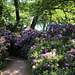 Wörlitzer Park Rhododendren Blüte 28.05.2017 15