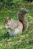 Squirrel in the Park 08