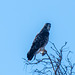 An eagle at Bosque del Apache3