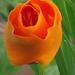 The gorgeous orange of the Californian poppy