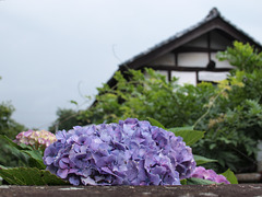 Hydrangea and a house