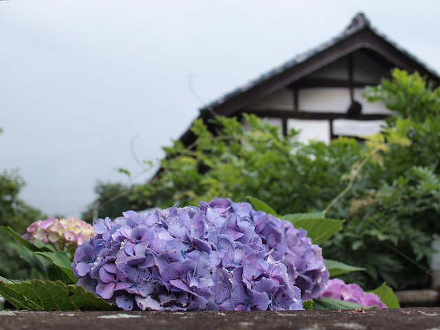 Hydrangea and a house Hydrangea and a house