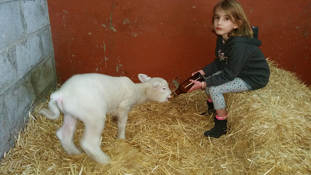 Brennemans visit the lambs