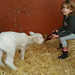 Brennemans visit the lambs