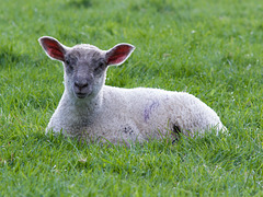 May 10: Lamer lamb