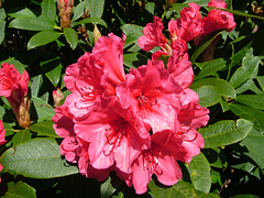 Rhododendron at Letterewe House Gardens, Letterewe, Wester Ross, Scottish Highlands