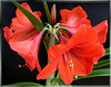 Amaryllis with 6 blossoms. ©UdoSm