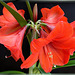 Amaryllis with 6 blossoms. ©UdoSm