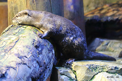 Otter having a rest