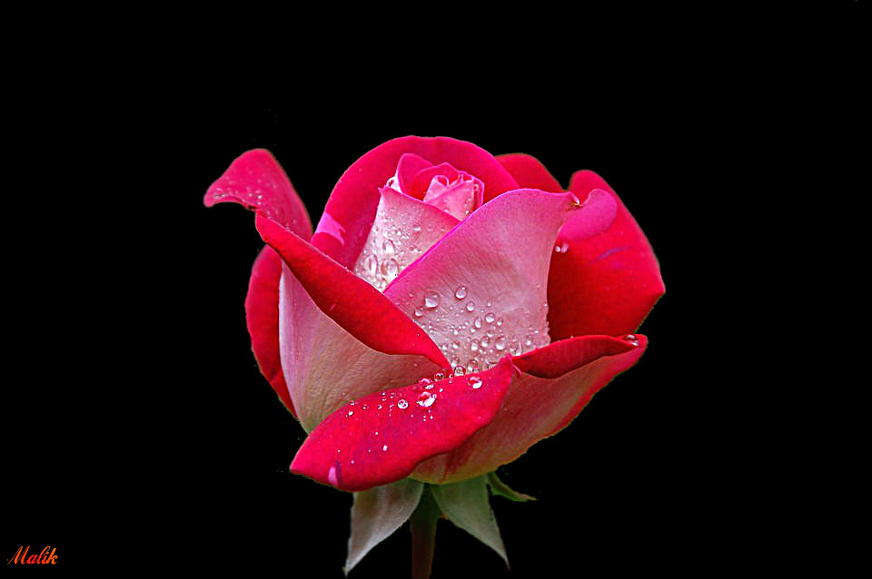 Rose de rose