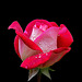 Rose de rose