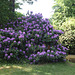 Wörlitzer Park Rhododendren Blüte 28.05.2017 17