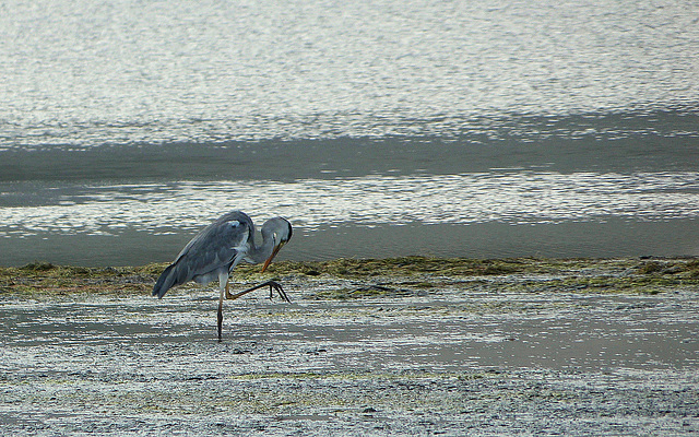 Grey Heron, Klein River lagoon, South Africa