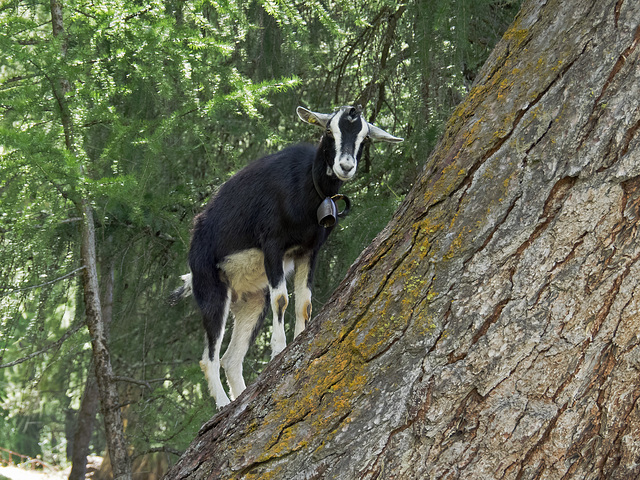 The wildlife of Livigno, Sondrio - The goat mountaineer