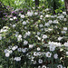 Wörlitzer Park Rhododendren Blüte 28.05.2017 18