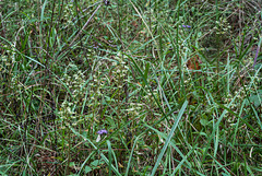 Ponthieva racemosa (Shadow-witch orchid) habitat