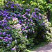 Wörlitzer Park Rhododendren Blüte 28.05.2017 19