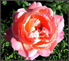 Mosolygó rózsa  Smiling rose