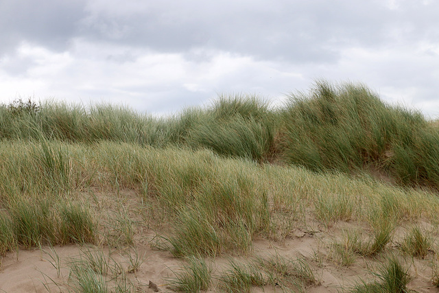 Wind on the dunes (Explored)