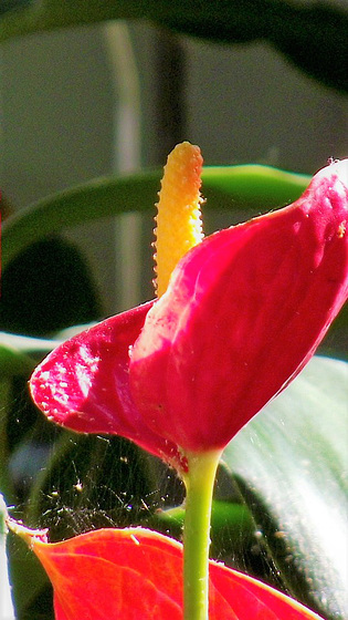 Close up of the flamingo plant