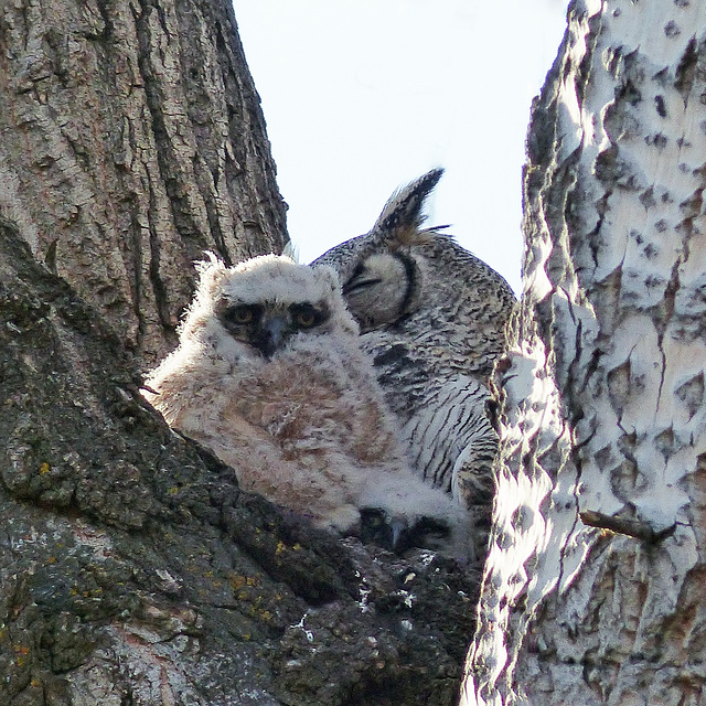 "Two (owlets) out of three ain't bad"