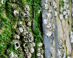 Barnacles Weed and Wood