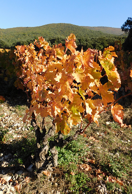Vigne de la Drôme