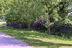 Wörlitzer Park Rhododendren Blüte 28.05.2017 20