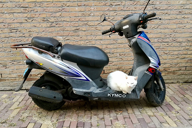 Cat on a moped
