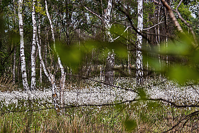 20110519 2600RAw [D~MI] Scheidiges Wollgras (Eriophorum vaganatum), Birke, Großes Torfmoor, Hille