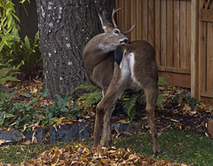 Columbian black-tailed deer