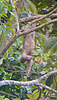3-toed sloth