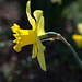 Daffodil solo