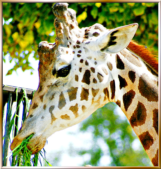 Giraffe: "Thank's, tasty and served at the right height..." ©UdoSm