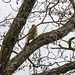 A Green woodpecker, sadly it wouldnt move to a better perch