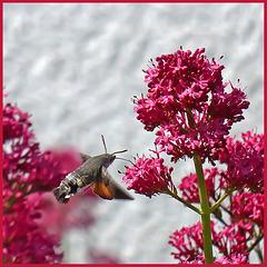 Hummingbird_hawk-moth