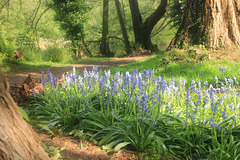 Bluebells Under the Trees