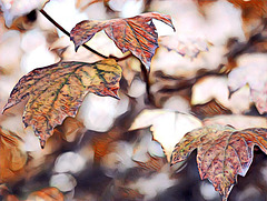 viburnum leaves in autumn