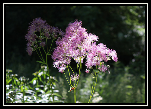 Thalictrum aquilegifolium- rêve de mimosa rose