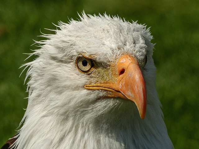 Bald Eagle after a cooling hosepipe shower