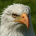 Bald Eagle after a cooling hosepipe shower